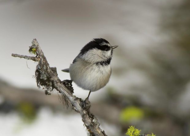 chicakdee-by-connie-sobchak