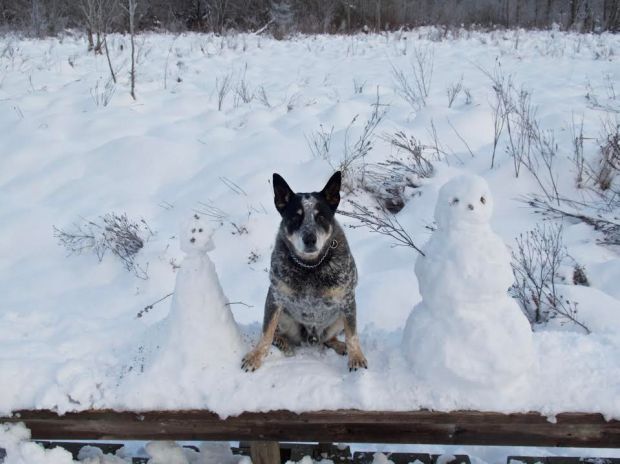 connies-snowpup