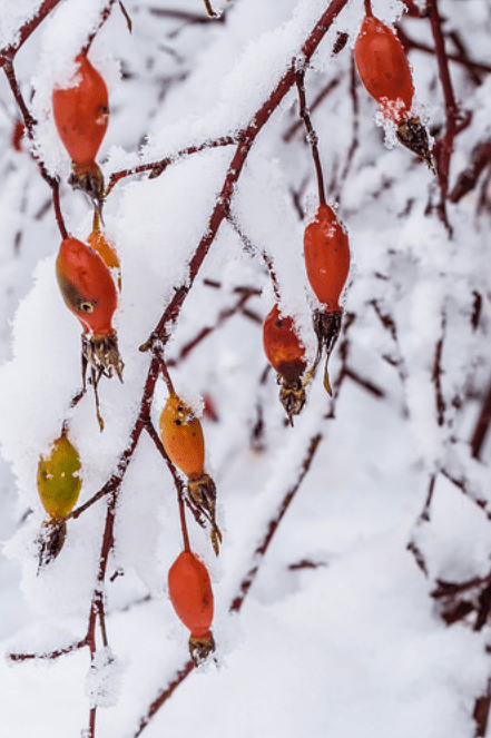 dave-steers-rosehips