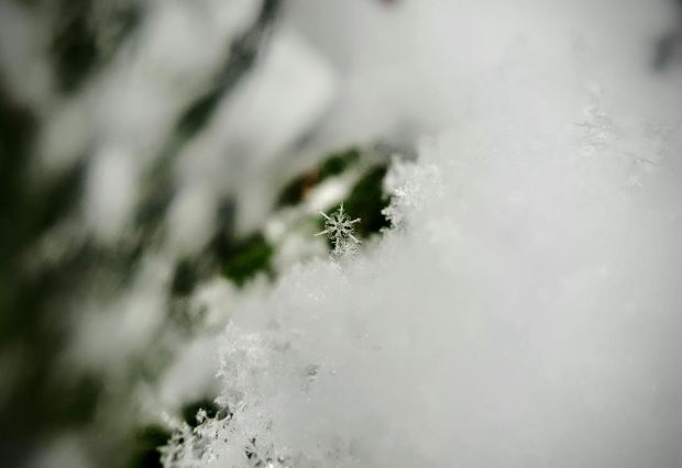 snowflake-by-shayla-wallace