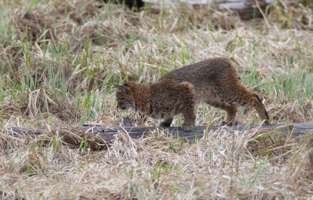 fullsizeoutput_106f3