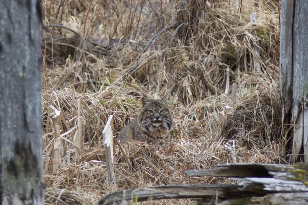 fullsizeoutput_106f6