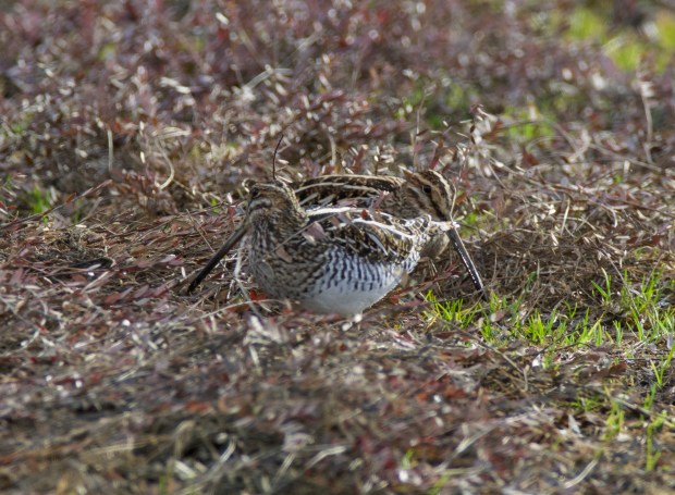 fullsizeoutput_106f8