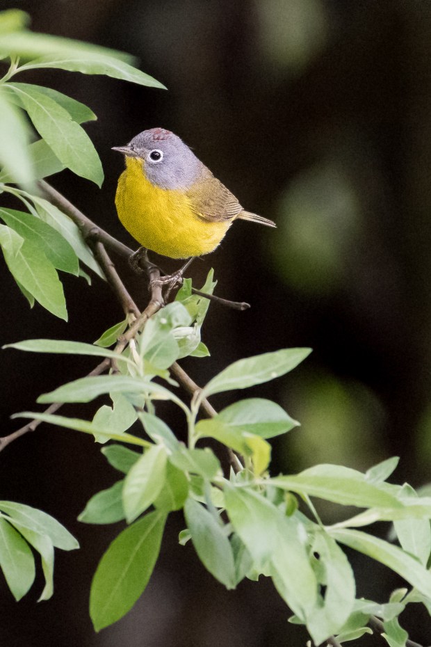 Nashville Warbler taken at Riverside Wetlands:Ském_em Community Park, Pemberton, BC.Riverside Wetlands:Ském_em Community Park, Pemberton, BC, by Marc Sole, May 12 2017
