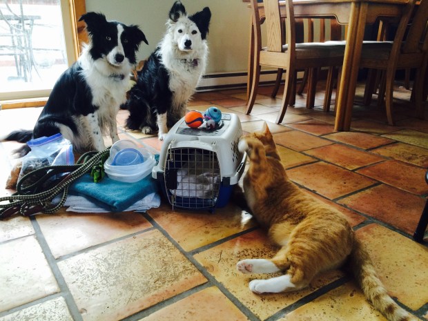 WA-Instagram6-Animals