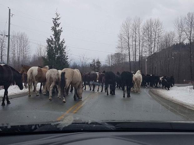 16195443_1044808225623183_8761274625435188090_n