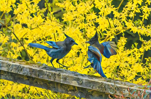 blue jay by dave steers