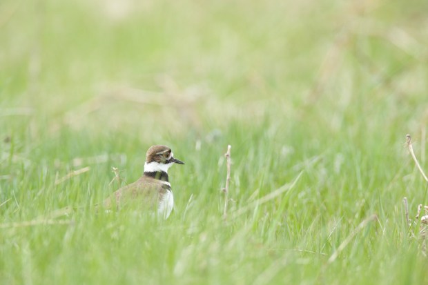 fullsizeoutput_108b6