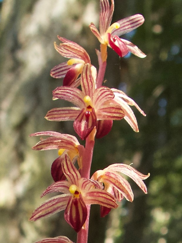 striped coral root orchid by connie sobchak