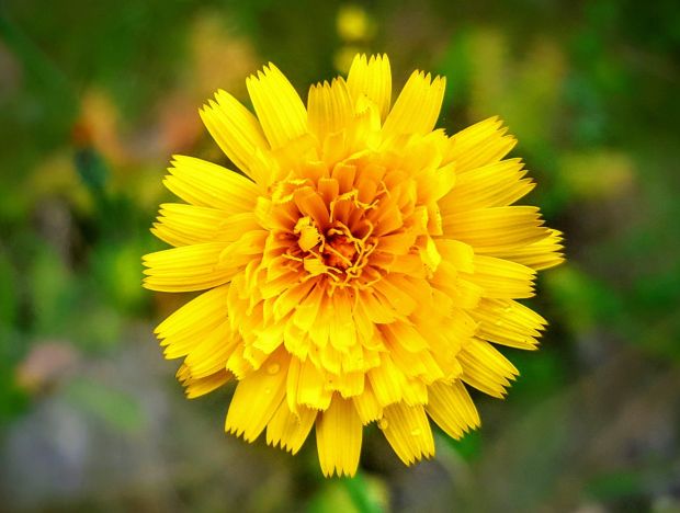 Shayla Wallace be bright flower