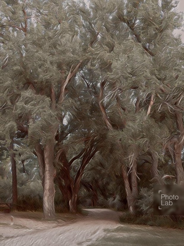 connie sobchak image