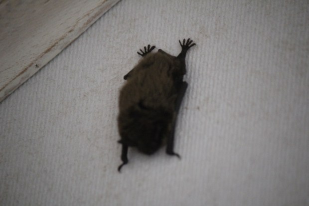 Marilyn's bat visitor