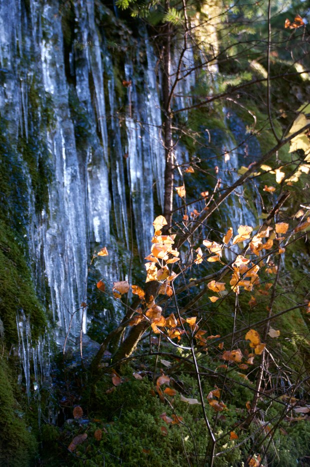 ice and moss by connie sobchak