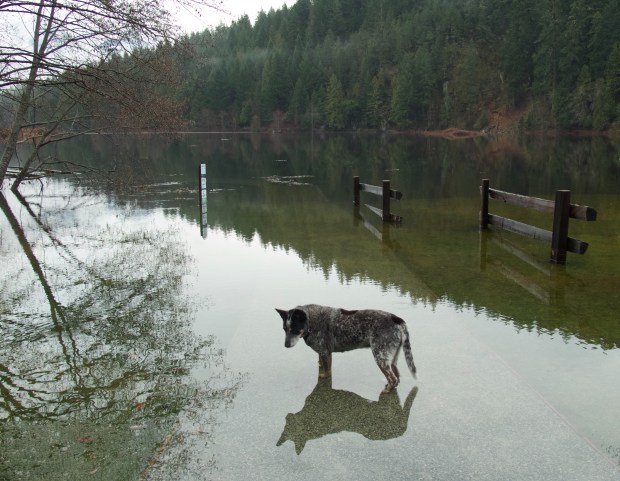 nikki dog contemplates the layers and layers and layers of beauty by connie sobchak