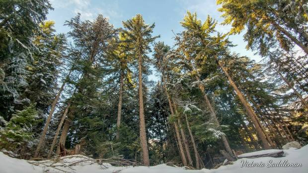 25271193_10156017507258308_1398196756_o