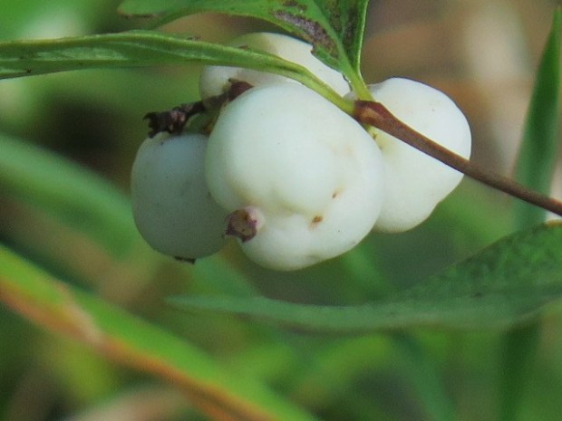 deadlynightshade 022