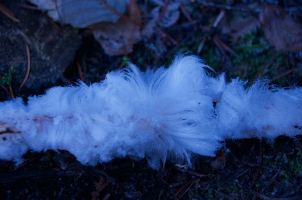 hair frost by connie sobchak