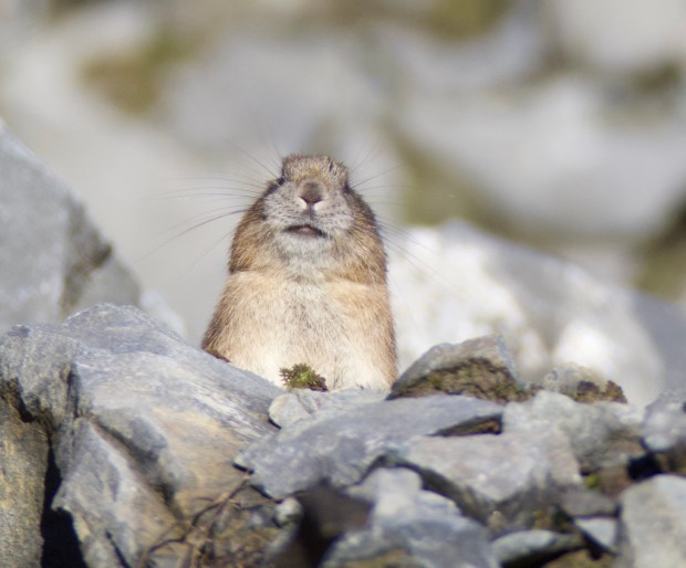 pika 2 by connie sobchak