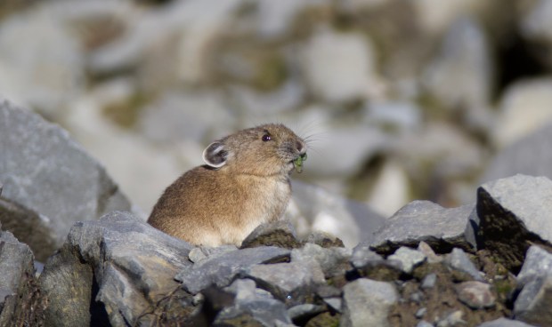 pika by connie sobchak