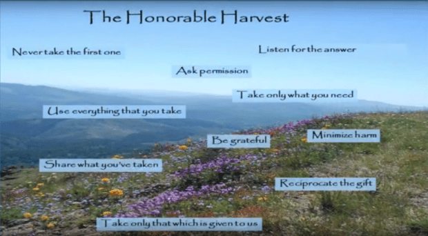 the honorable harvey by robin kimmerer