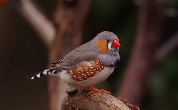 finch by connie sobchak