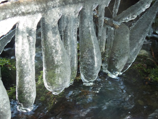 ice legs connie sobchak.jpeg