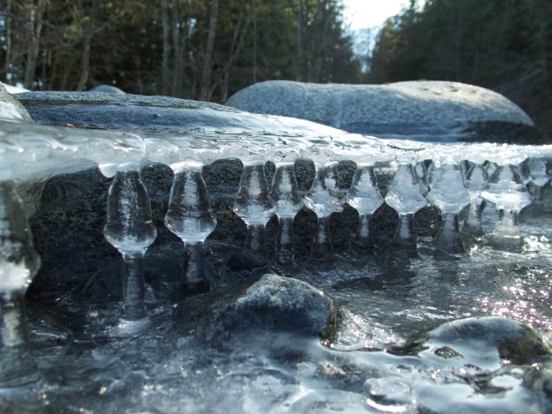 ice mushrooms by connie sobchak.jpeg