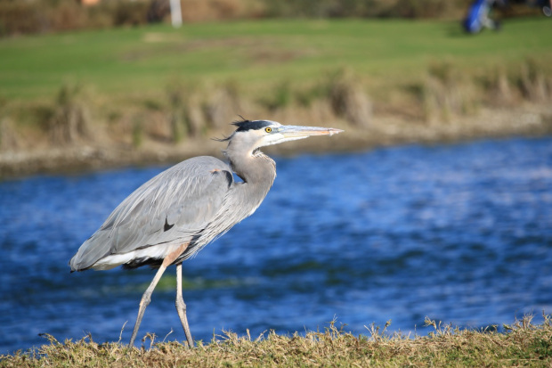 blue heron pemberton sightings wanted