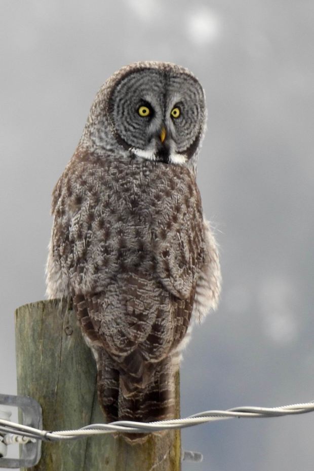 Great Grey Owl by Krista Walden