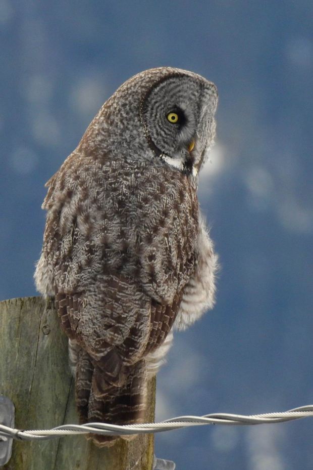 Great Grey owl photograph by Krista Walden