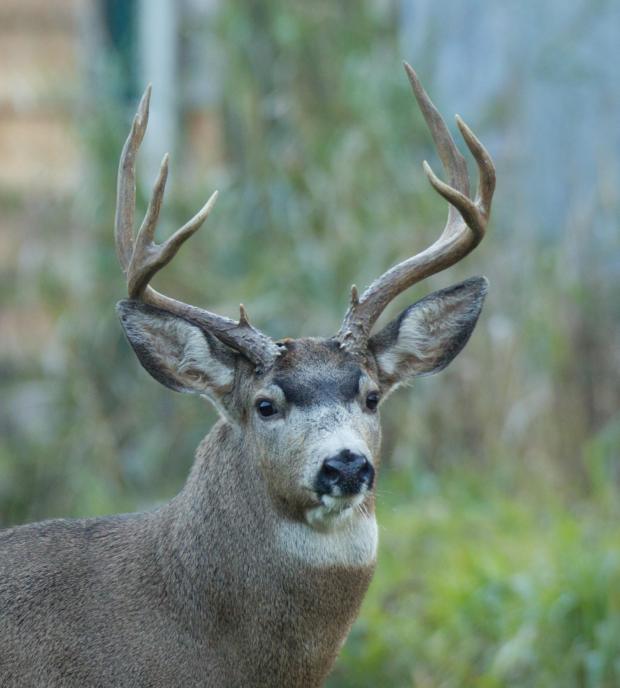 hello buck by connie sobchak