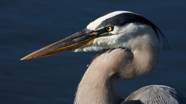 hi-bc-130617-vernon-great-blue-heron