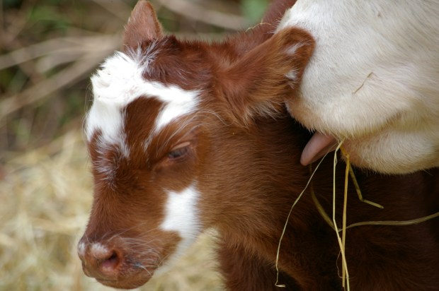 trilliumapril202008 014