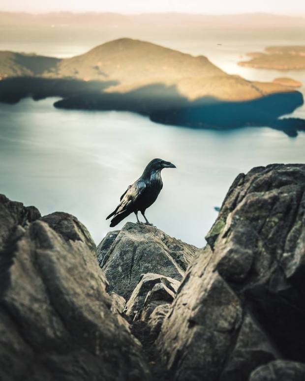 David Ward summit bird caw caw