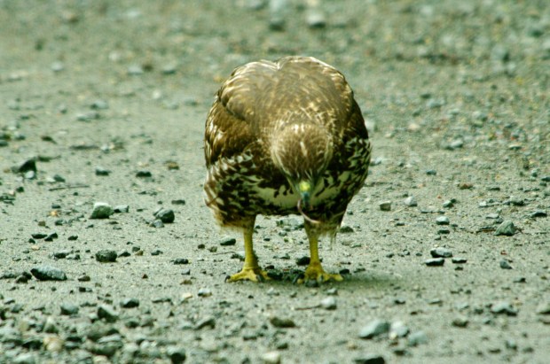 fullsizeoutput_128ab