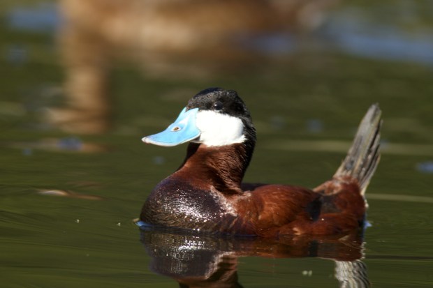 Ruddy Duck photo by Gary Sobchak.jpeg