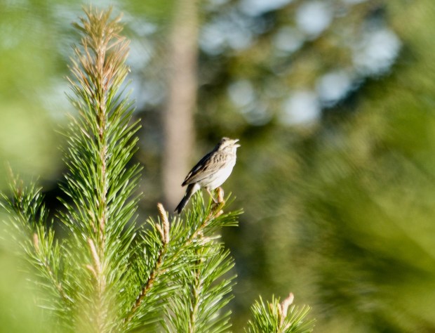 Vesper sparrow by Connie Sobchak