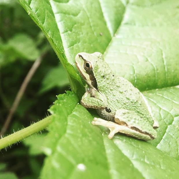 Pacific Chorus Frog photo by Veronica Woodruff