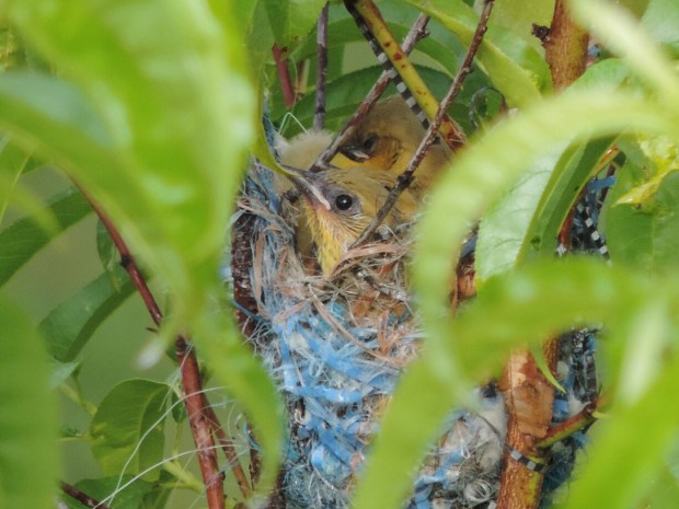 DSCN2904_resized (1)