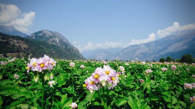 38190264_10156516252272889_8704961336674615296_n