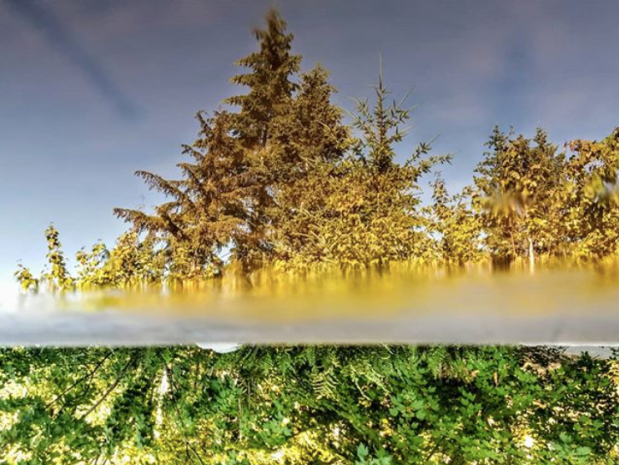 Screen Shot 2018-08-08 at 9.25.30 PM