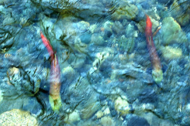 Screen Shot 2018-10-02 at 11.55.12 AM