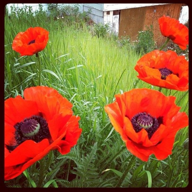 1012778_10153438980415463_2126418982_n