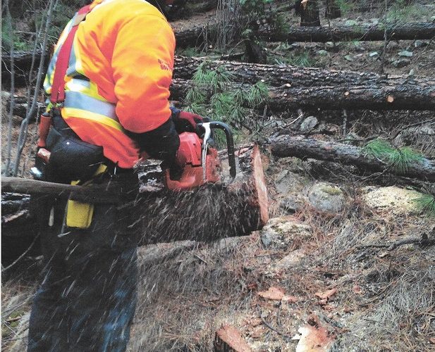 ChainsawHandlingCourse-617x500