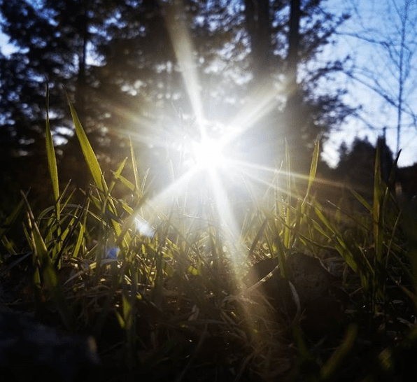 Spring flare by Shayla Wallace