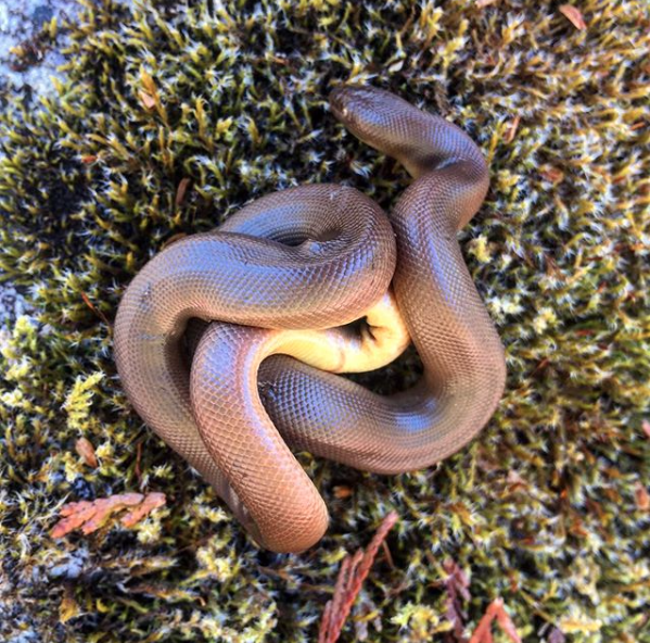 baby rubber boa or moss worm photo by leslie anthony