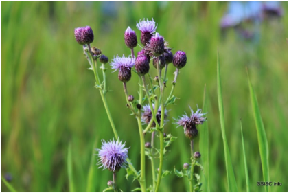 canada thistle