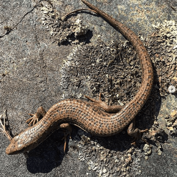 Northern Alligator Lizard photo by Leslie Anthony