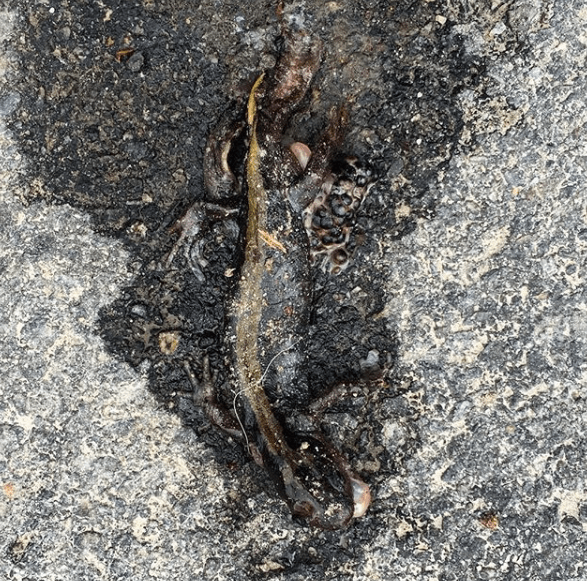 squashed long toed salamander photo by leslie anthony