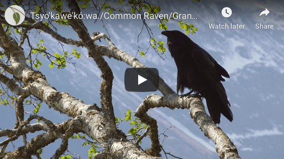 Screen Shot 2019-07-31 at 9.21.26 AM